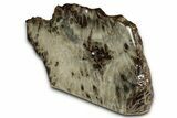 Free-Standing, Petoskey Stone (Fossil Coral) Section - Michigan #356983-2